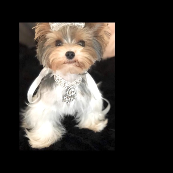 Custom made Rhinestone pet Collar - Picture 3 of 8